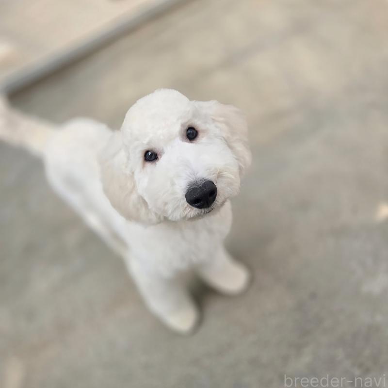 販売中の石川県のスタンダードプードル-435864の8枚目