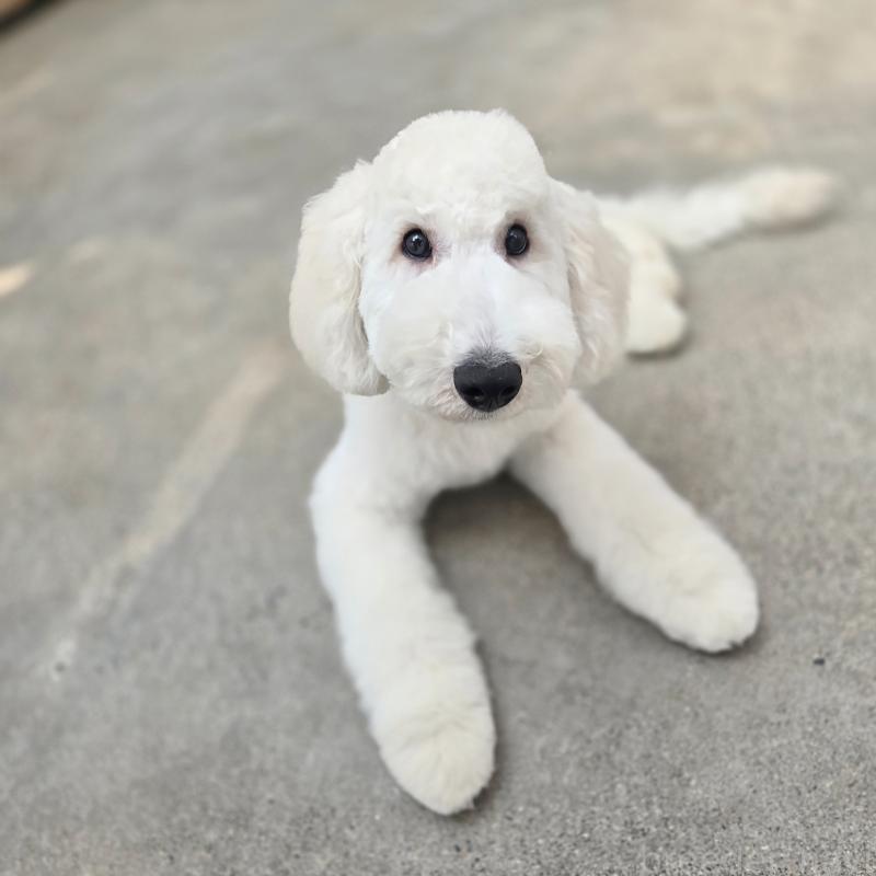 販売中の石川県のスタンダードプードル-435864の7枚目