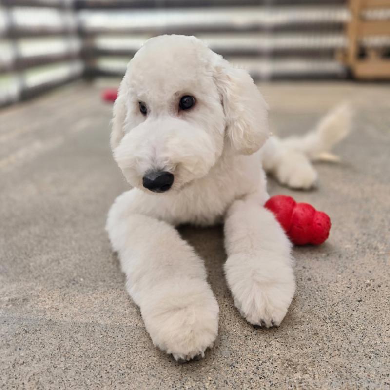 販売中の石川県のスタンダードプードル-435864の6枚目