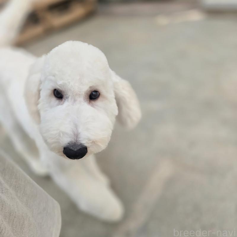 販売中の石川県のスタンダードプードル-435864の5枚目