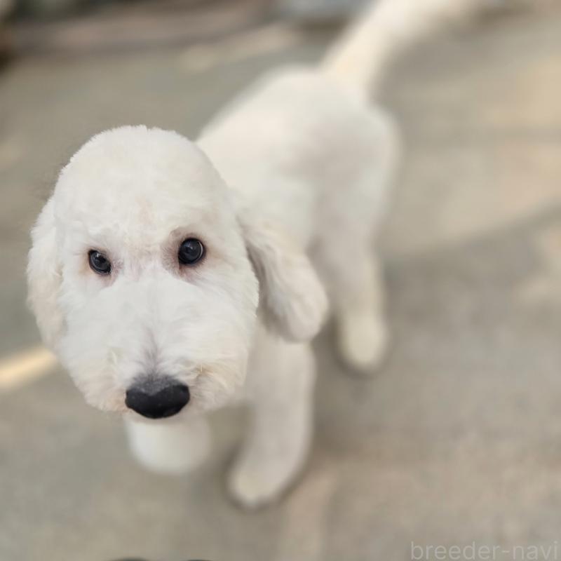 販売中の石川県のスタンダードプードル-435864の4枚目