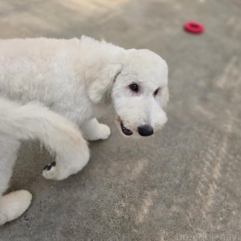 販売中の石川県のスタンダードプードル-435864の3枚目