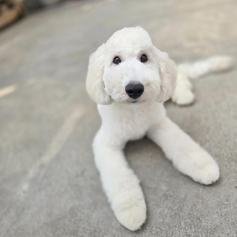 販売中の石川県のスタンダードプードル-435864の2枚目