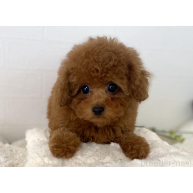 販売中の静岡県のトイプードル-454996の4枚目