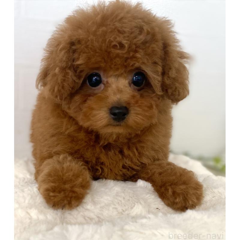 販売中の静岡県のトイプードル-454996の3枚目