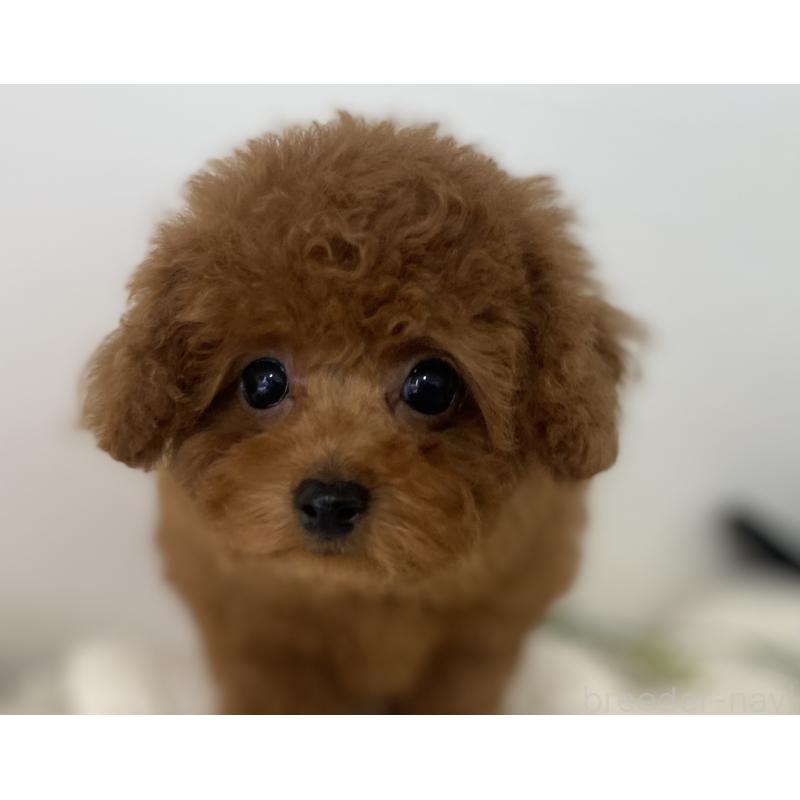 販売中の静岡県のトイプードル-454996の2枚目