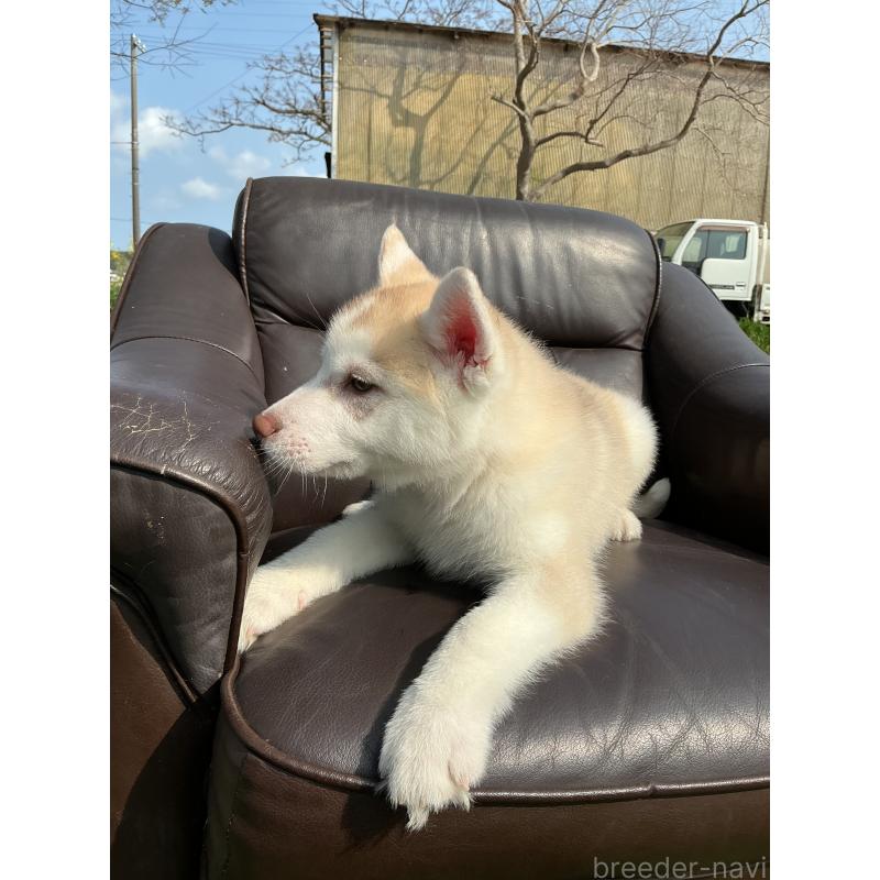 販売中の静岡県のシベリアンハスキー-446010の8枚目