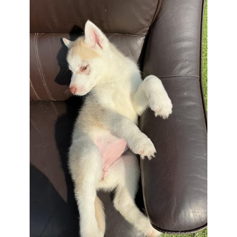 販売中の静岡県のシベリアンハスキー-446010の7枚目