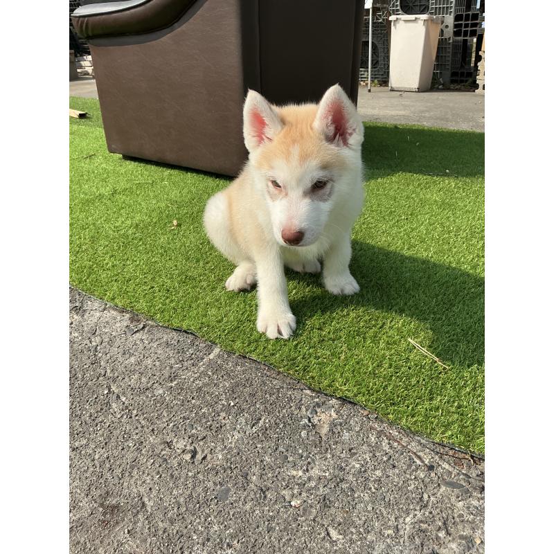 販売中の静岡県のシベリアンハスキー-446010の6枚目