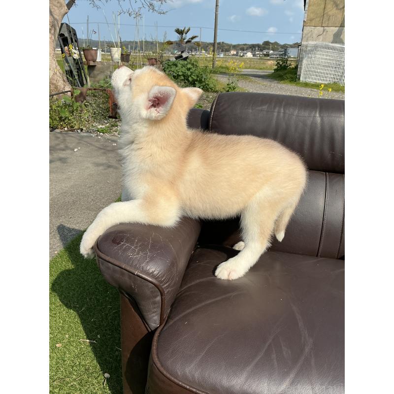 販売中の静岡県のシベリアンハスキー-446010の5枚目