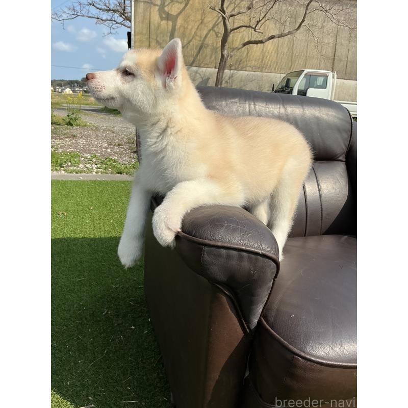 販売中の静岡県のシベリアンハスキー-446010の4枚目