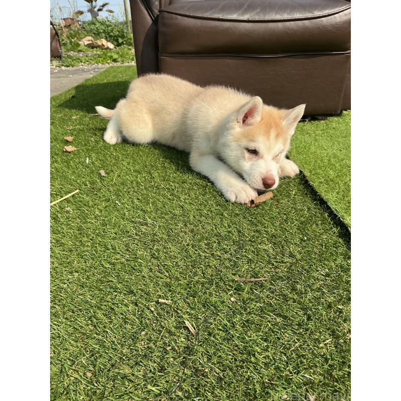 販売中の静岡県のシベリアンハスキー-446010の3枚目