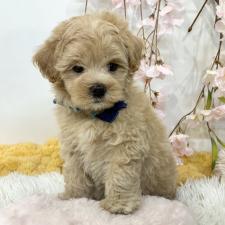 ♀︎マルプー:マルチーズ×トイプードル