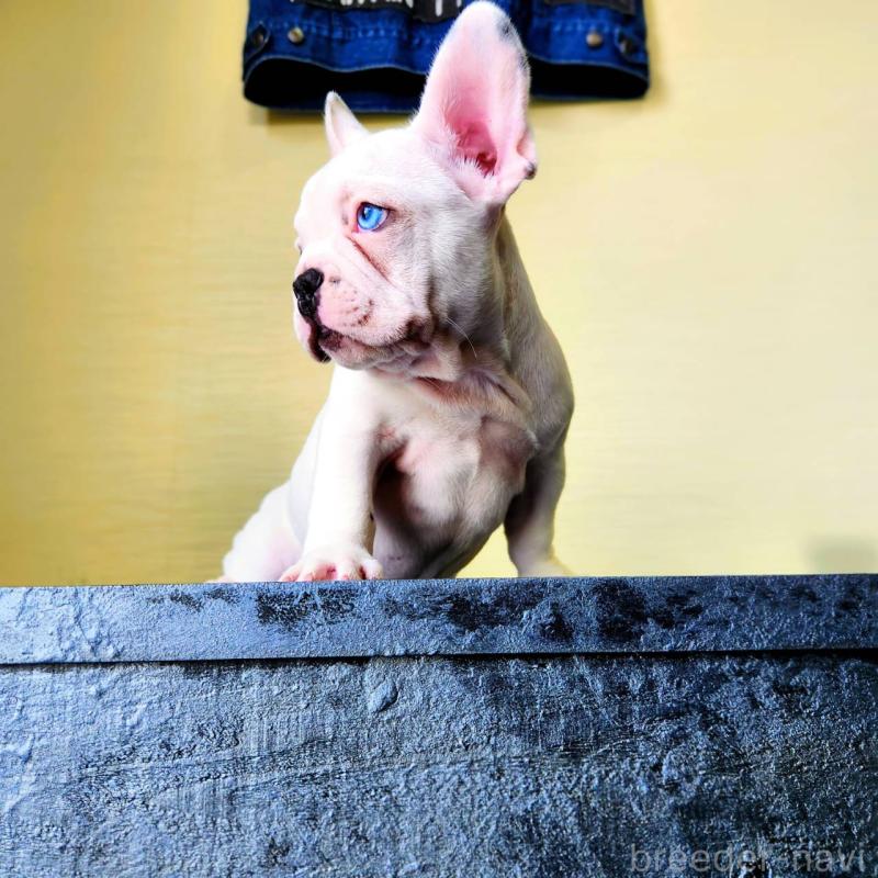 販売中の鹿児島県のフレンチブルドッグ-444367