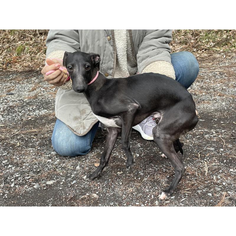 販売中の静岡県のイタリアングレーハウンド(イタグレ)-416043の6枚目