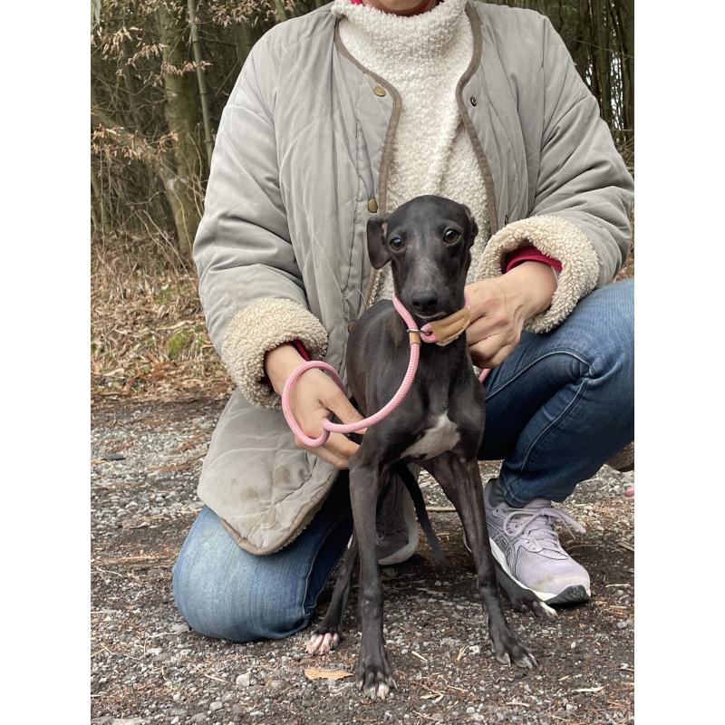 販売中の静岡県のイタリアングレーハウンド(イタグレ)-416043の5枚目