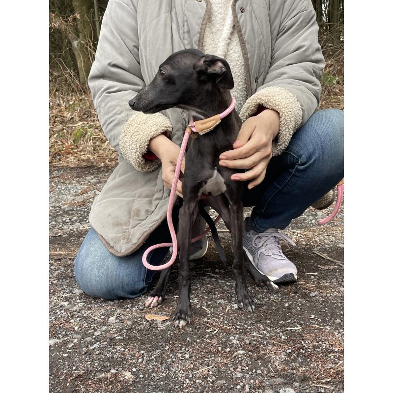 販売中の静岡県のイタリアングレーハウンド(イタグレ)-416043の4枚目