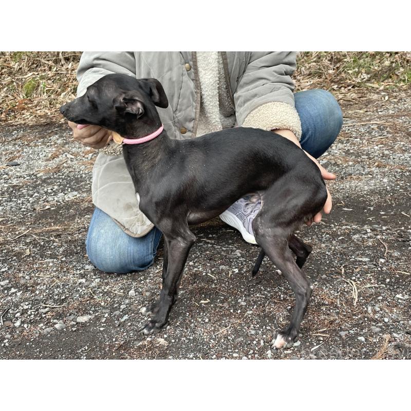 販売中の静岡県のイタリアングレーハウンド(イタグレ)-416043の3枚目