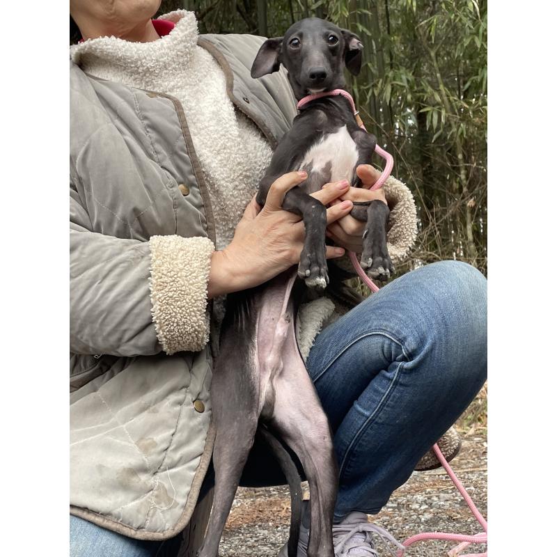 販売中の静岡県のイタリアングレーハウンド(イタグレ)-416043の2枚目