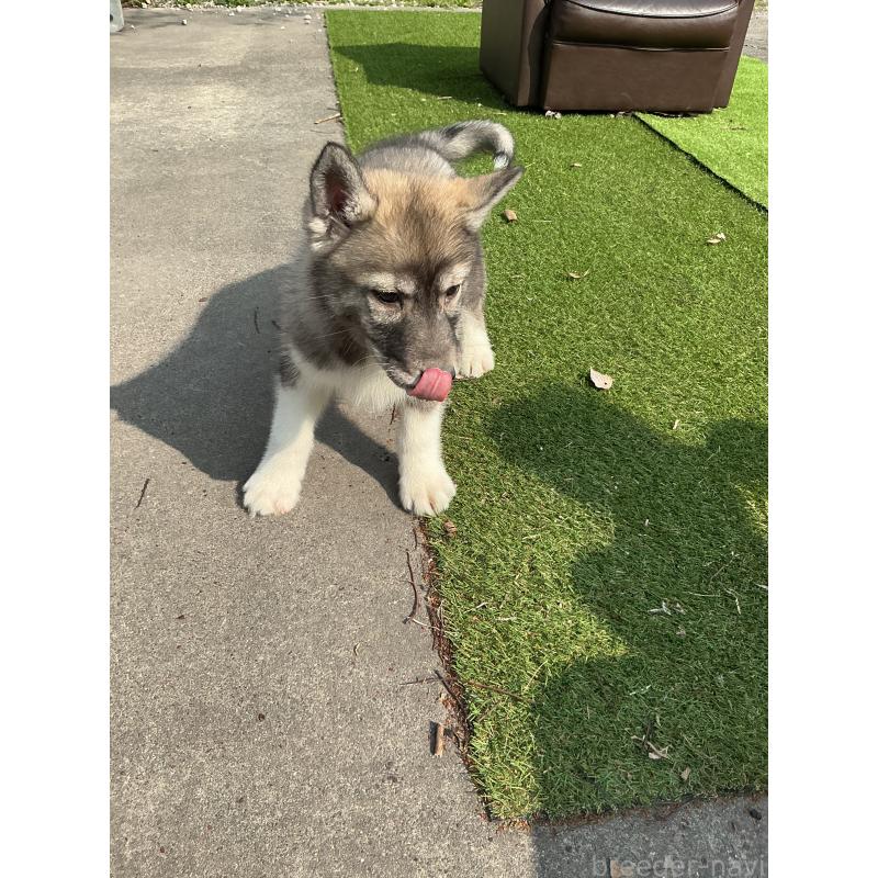 販売中の静岡県のシベリアンハスキー-446007の6枚目