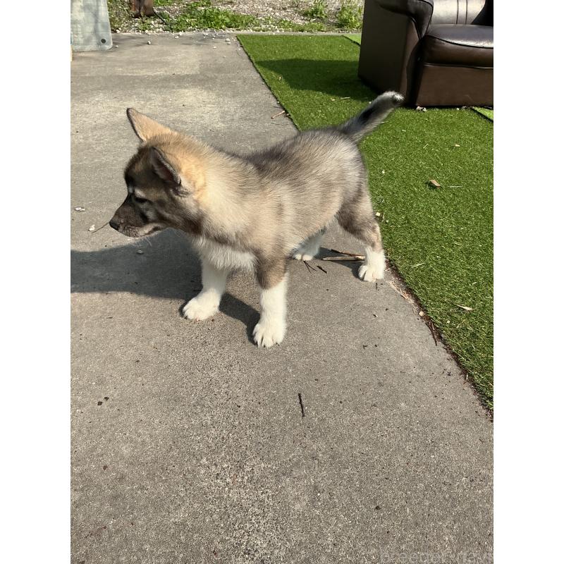 販売中の静岡県のシベリアンハスキー-446007の5枚目