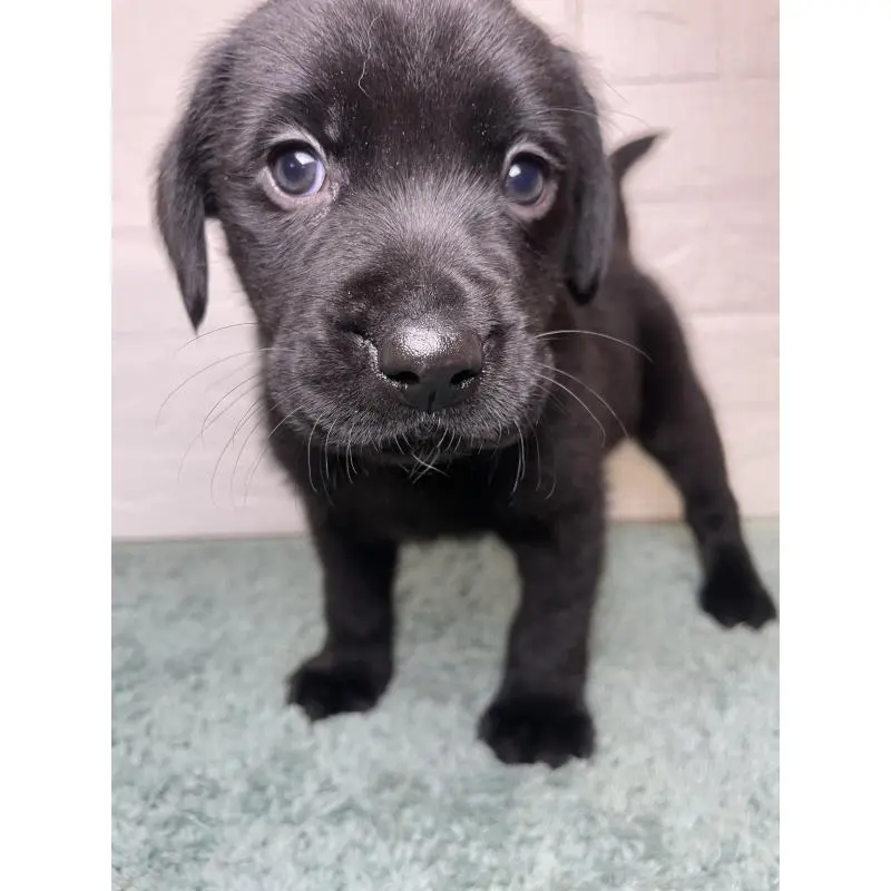 販売中の千葉県のラブラドールレトリーバー-454998の4枚目