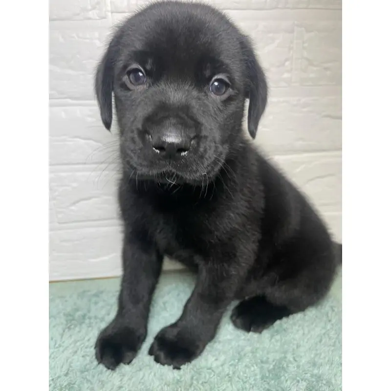 販売中の千葉県のラブラドールレトリーバー-454998の3枚目