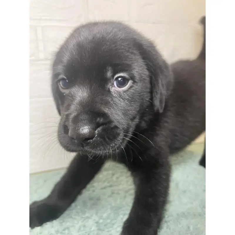 販売中の千葉県のラブラドールレトリーバー-454998の2枚目