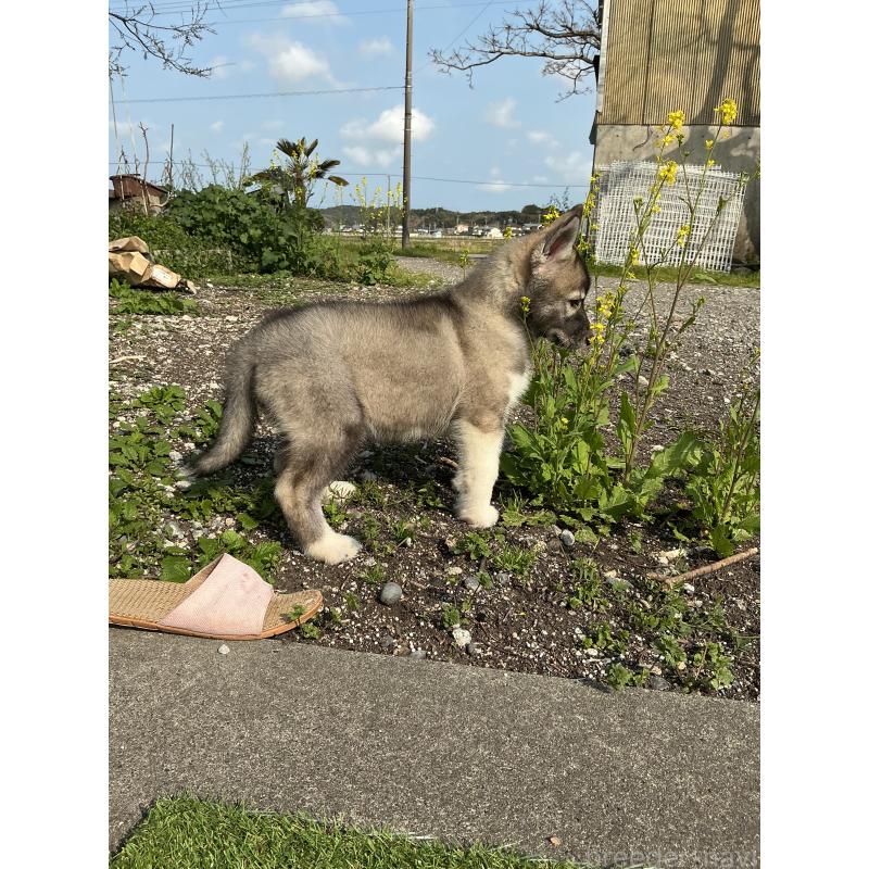 販売中の静岡県のシベリアンハスキー-446007の4枚目