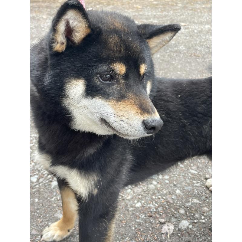 販売中の静岡県の柴犬-454997の7枚目