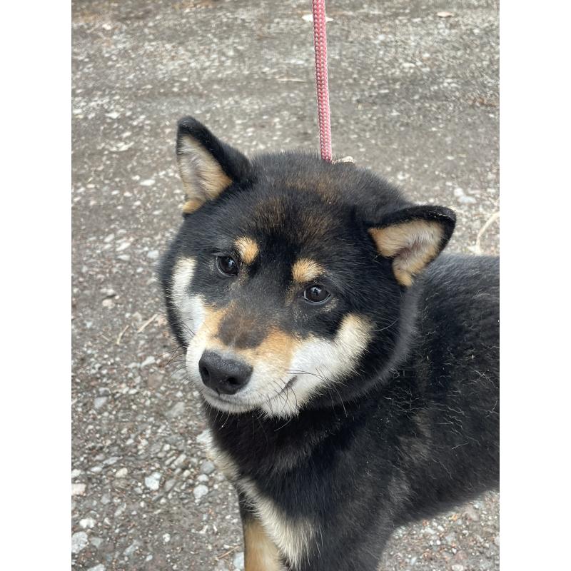 販売中の静岡県の柴犬-454997の5枚目