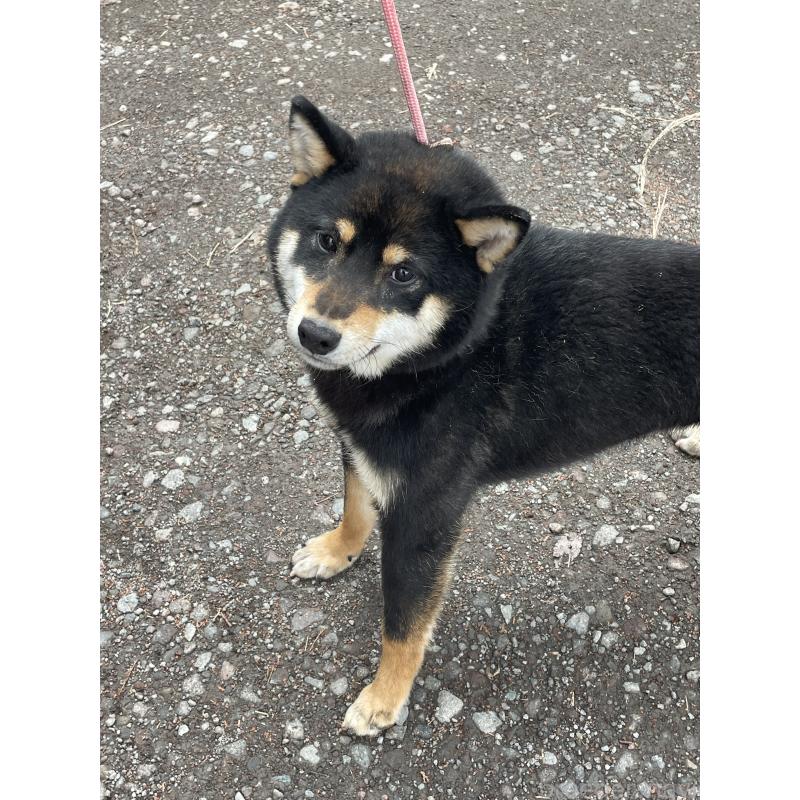 販売中の静岡県の柴犬-454997の4枚目