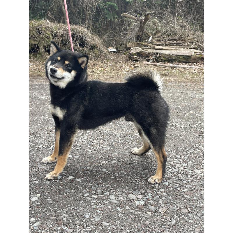 販売中の静岡県の柴犬-454997の3枚目