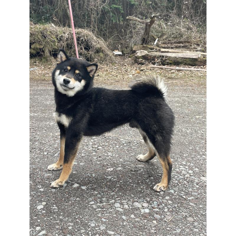 販売中の静岡県の柴犬-454997の2枚目