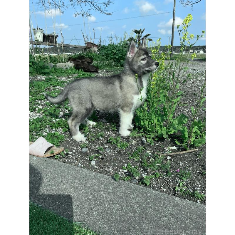 販売中の静岡県のシベリアンハスキー-446007の3枚目