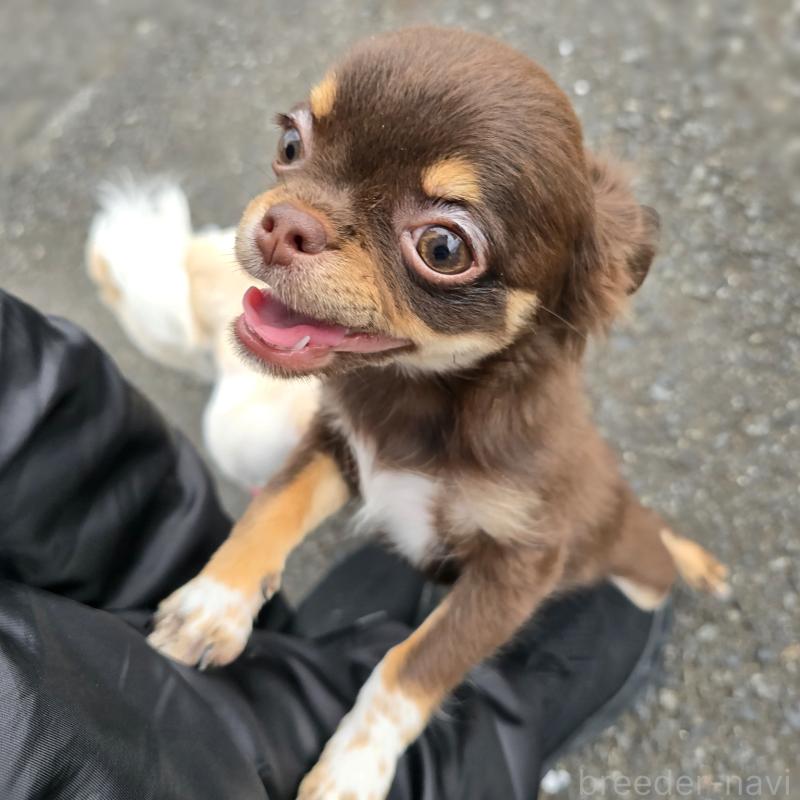 販売中の東京都のチワワ(ロングコート)-437778