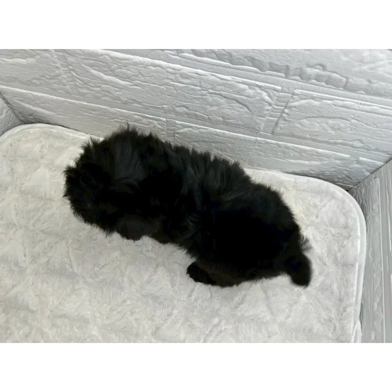 販売中の茨城県のマルプー:マルチーズ×トイプードル-454999の10枚目