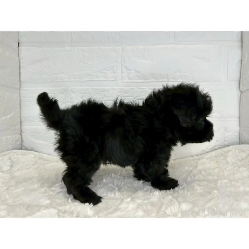 販売中の茨城県のマルプー:マルチーズ×トイプードル-454999の9枚目