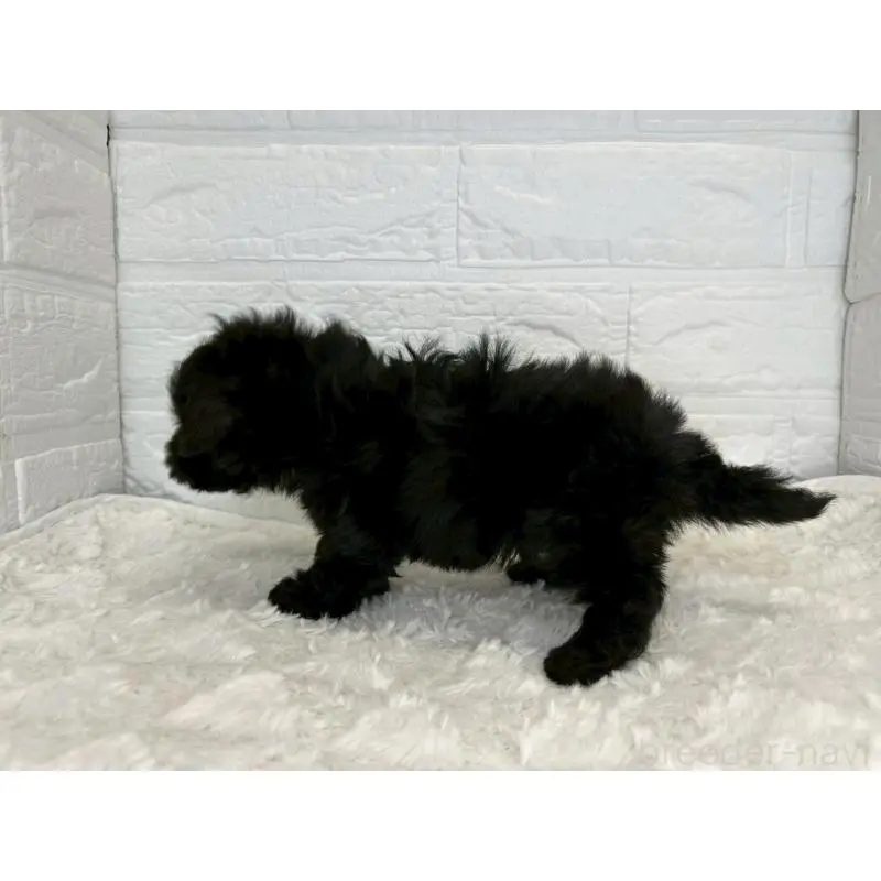 販売中の茨城県のマルプー:マルチーズ×トイプードル-454999の8枚目