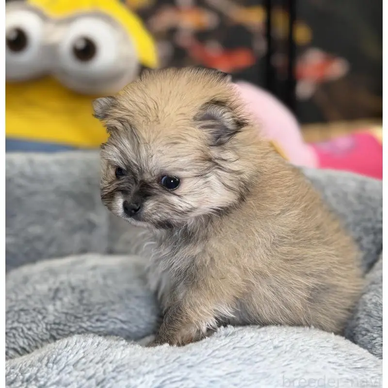 販売中の埼玉県のポメラニアン-455002の6枚目