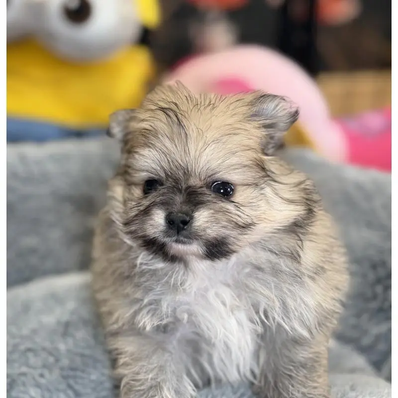 販売中の埼玉県のポメラニアン-455002の5枚目