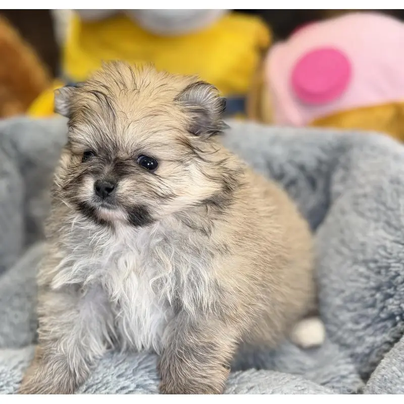 販売中の埼玉県のポメラニアン-455002の4枚目