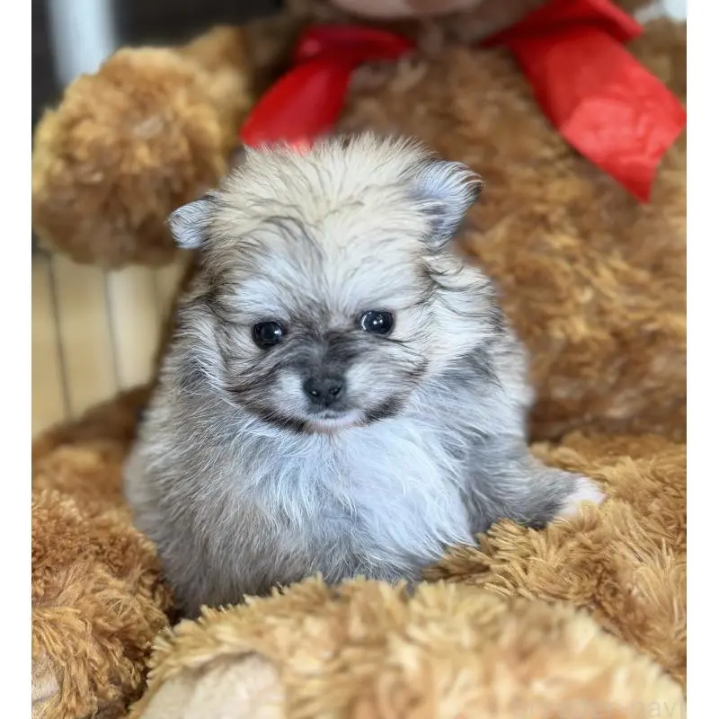 販売中の埼玉県のポメラニアン-455002の2枚目