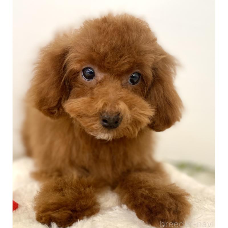 販売中の静岡県のトイプードル-455000の5枚目