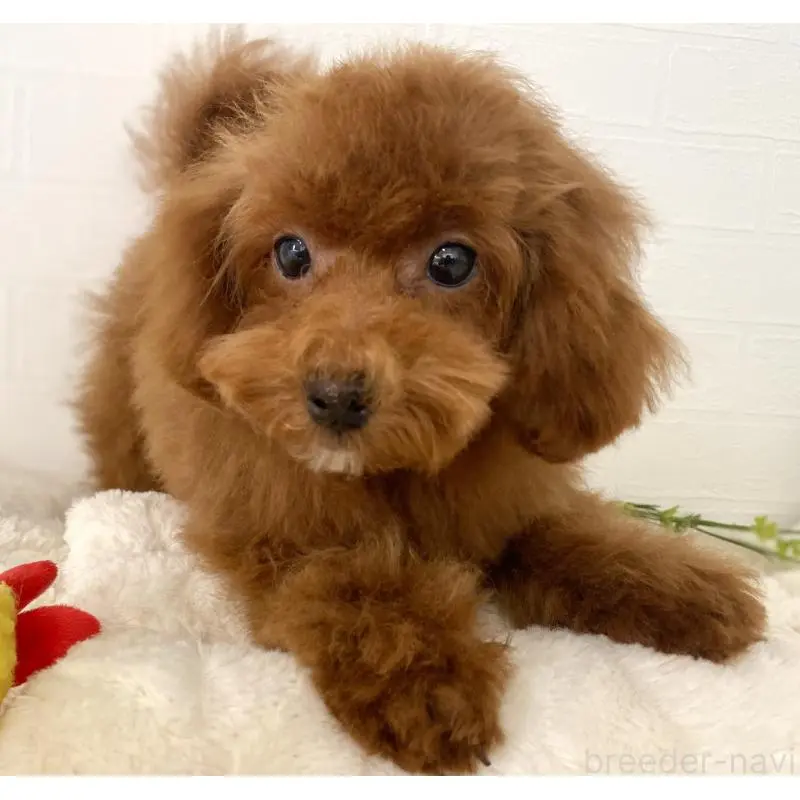 販売中の静岡県のトイプードル-455000の4枚目