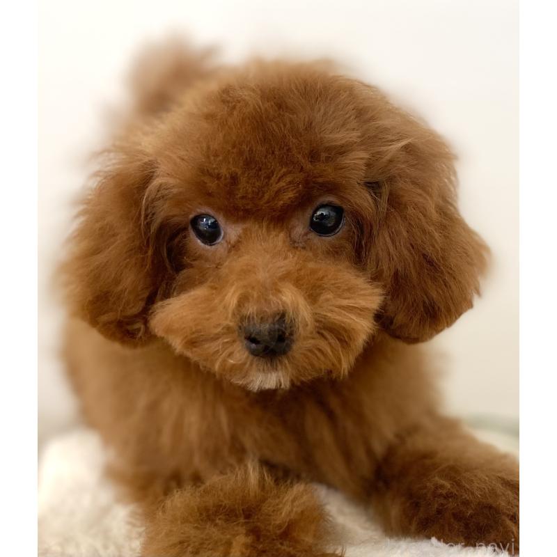 販売中の静岡県のトイプードル-455000の3枚目