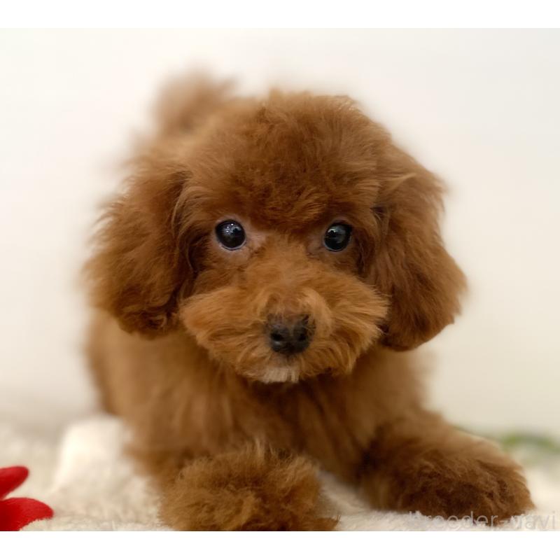 販売中の静岡県のトイプードル-455000の2枚目