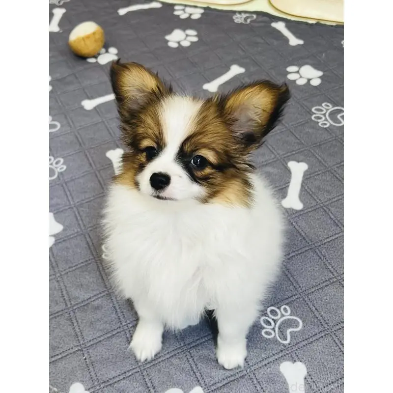 販売中の埼玉県のパピヨン-455003の6枚目