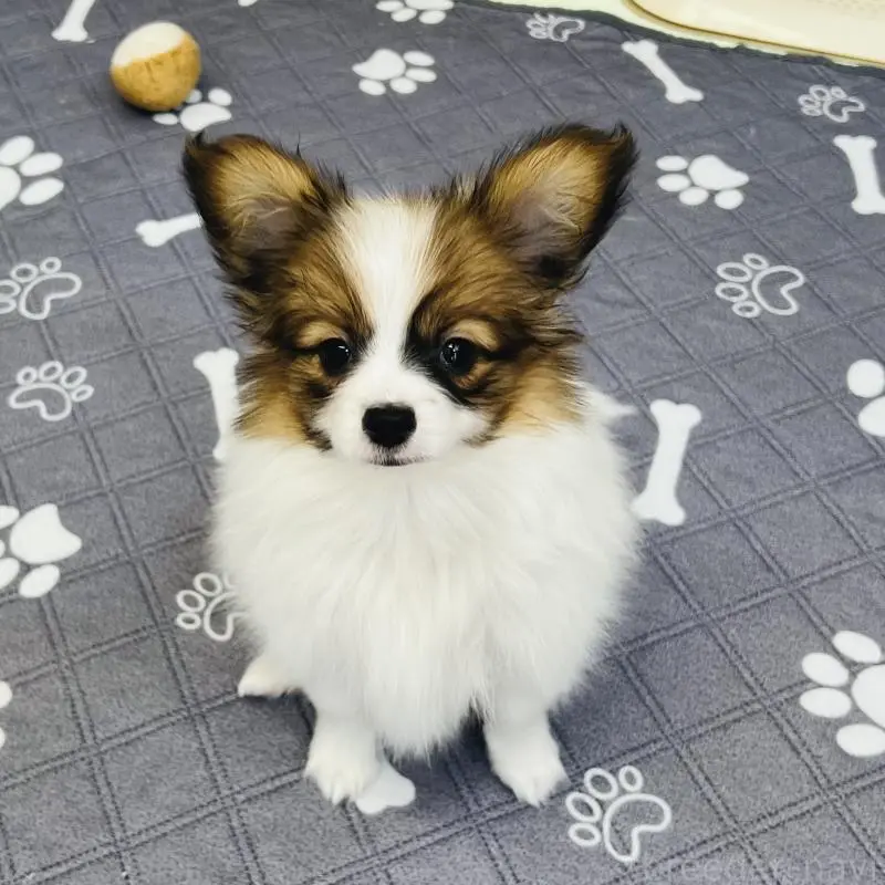 販売中の埼玉県のパピヨン-455003の5枚目