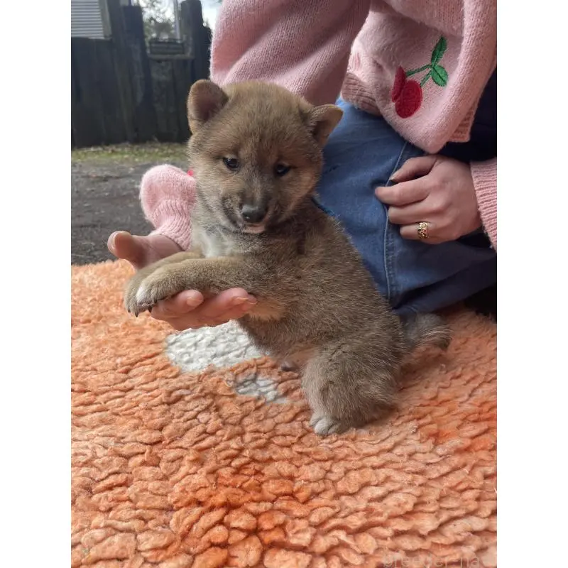 販売中の静岡県の豆柴-455001の10枚目